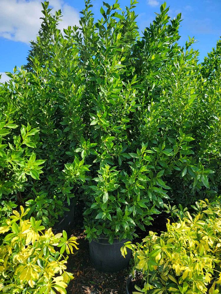 conocarpus-erectus-green-buttonwood