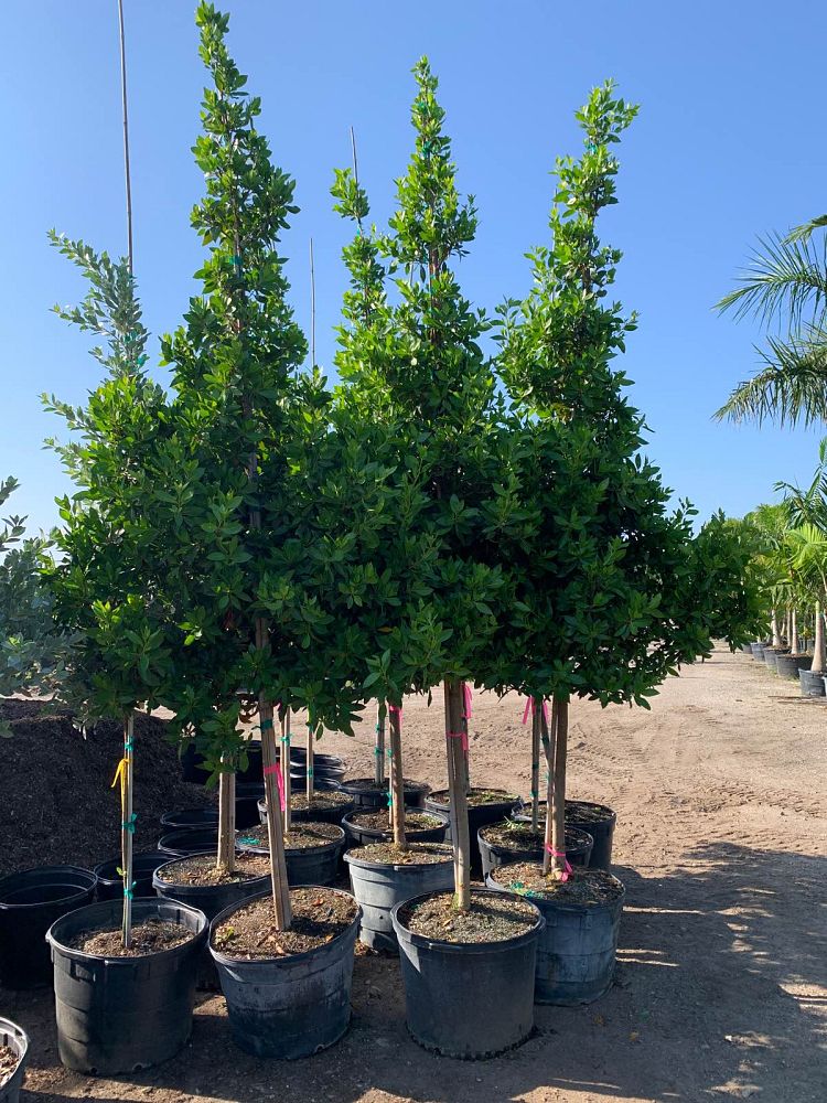 conocarpus-erectus-green-buttonwood