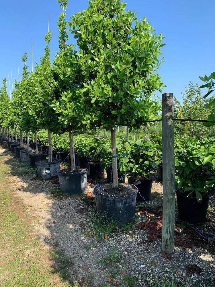 conocarpus-erectus-green-buttonwood