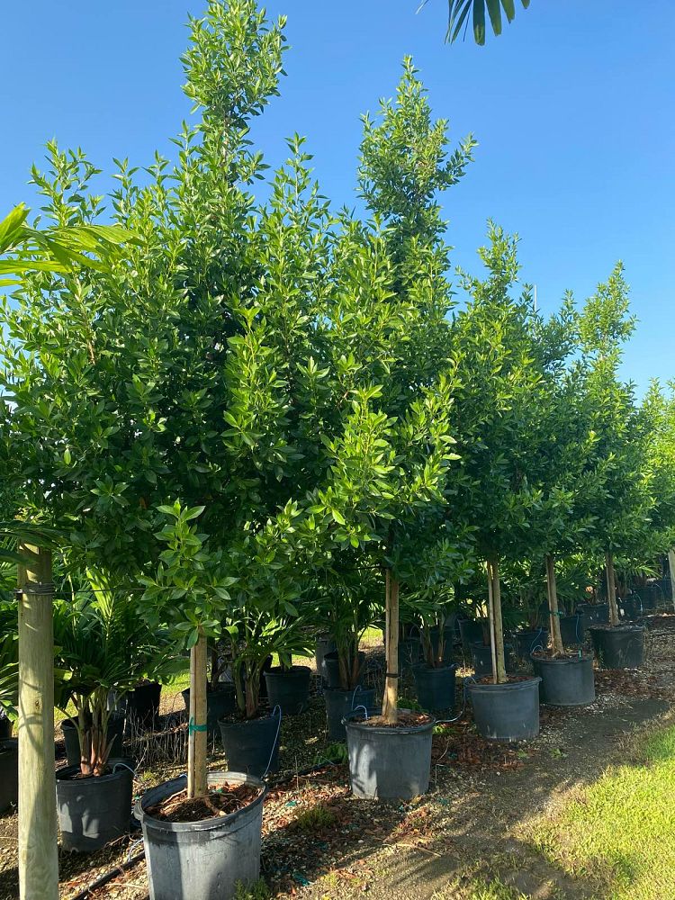 conocarpus-erectus-green-buttonwood