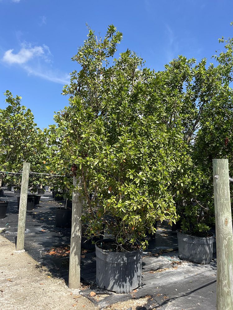 conocarpus-erectus-green-buttonwood