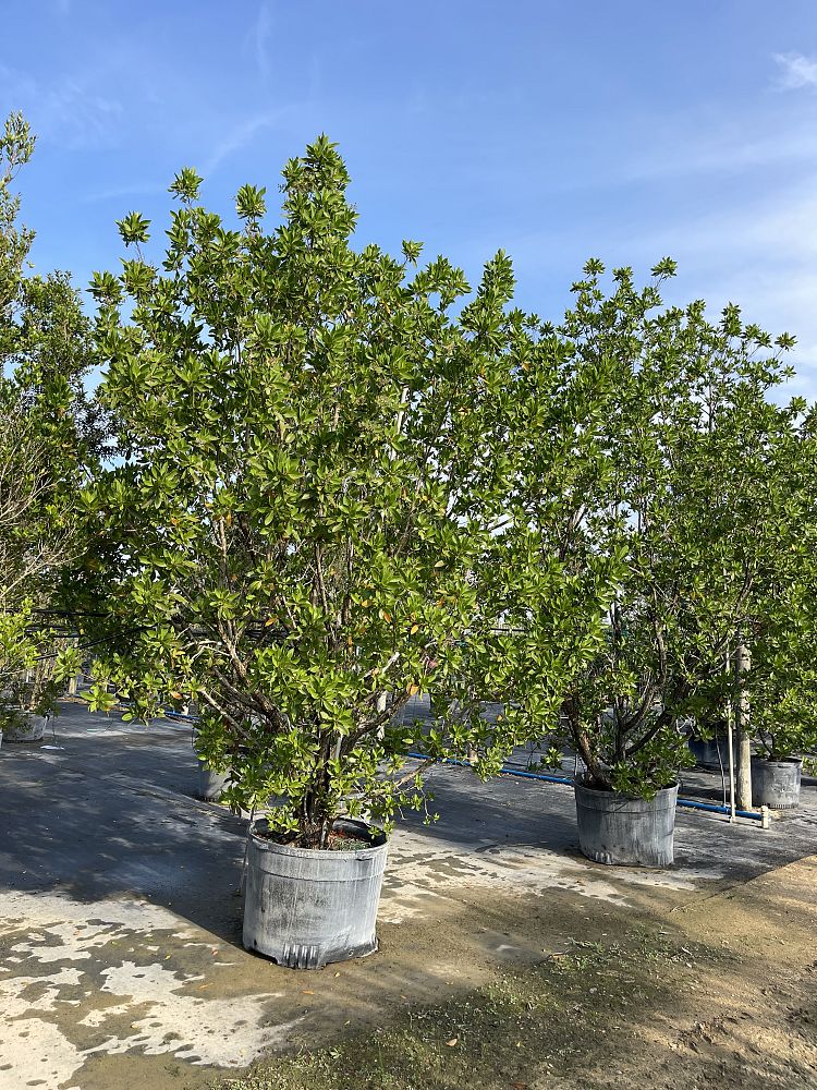 conocarpus-erectus-green-buttonwood