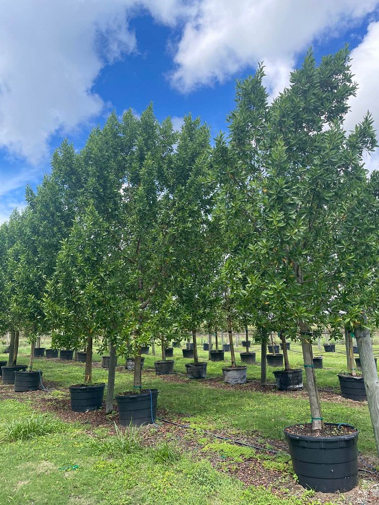 conocarpus-erectus-green-buttonwood