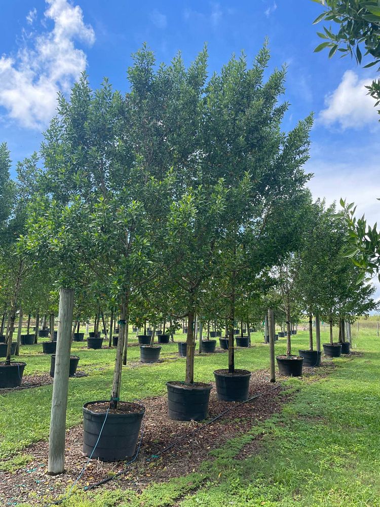 conocarpus-erectus-green-buttonwood
