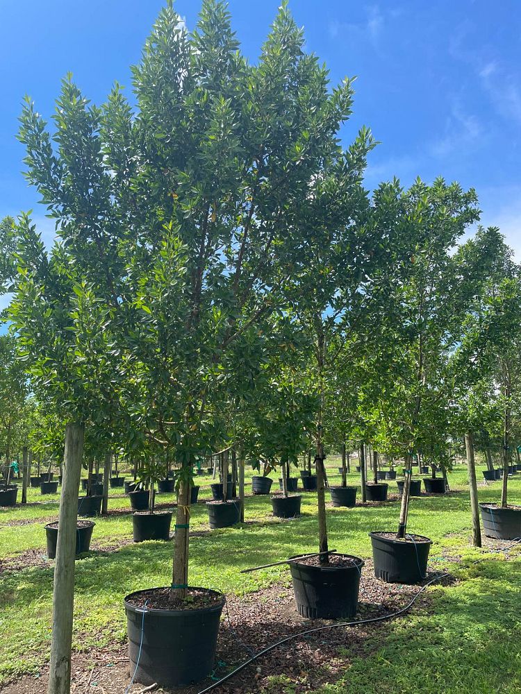 conocarpus-erectus-green-buttonwood