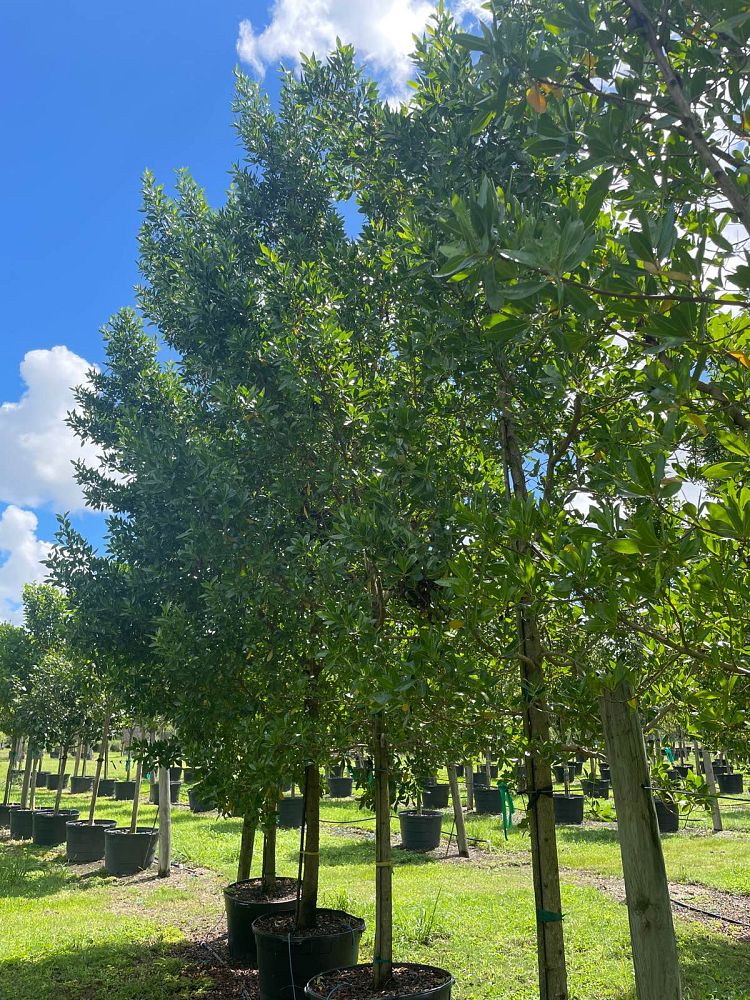 conocarpus-erectus-green-buttonwood