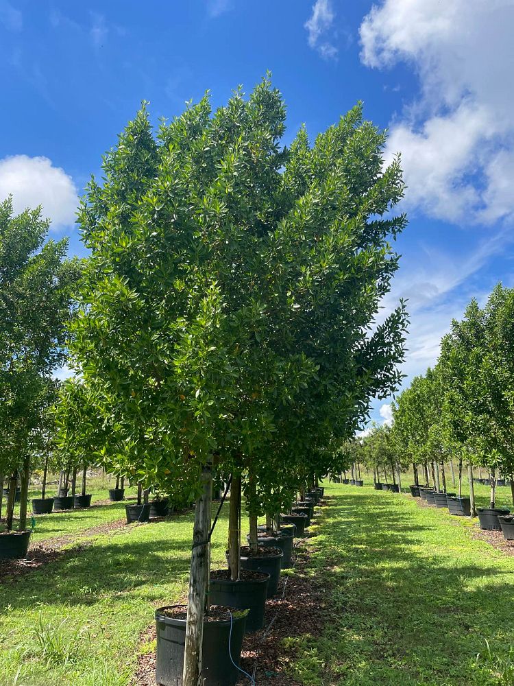 conocarpus-erectus-green-buttonwood