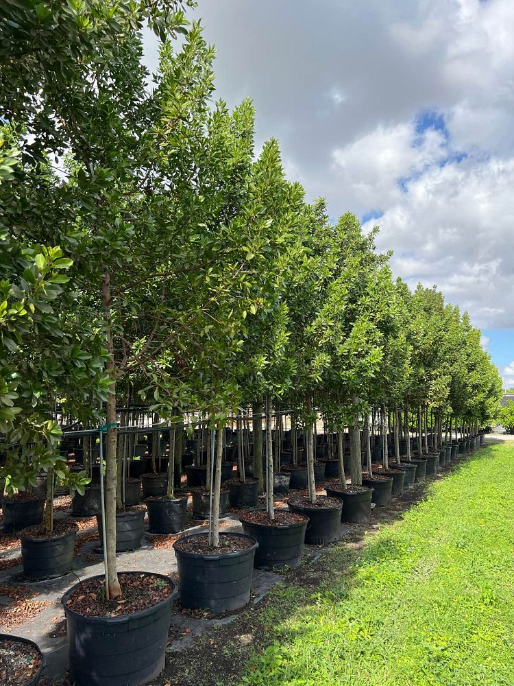 conocarpus-erectus-green-buttonwood