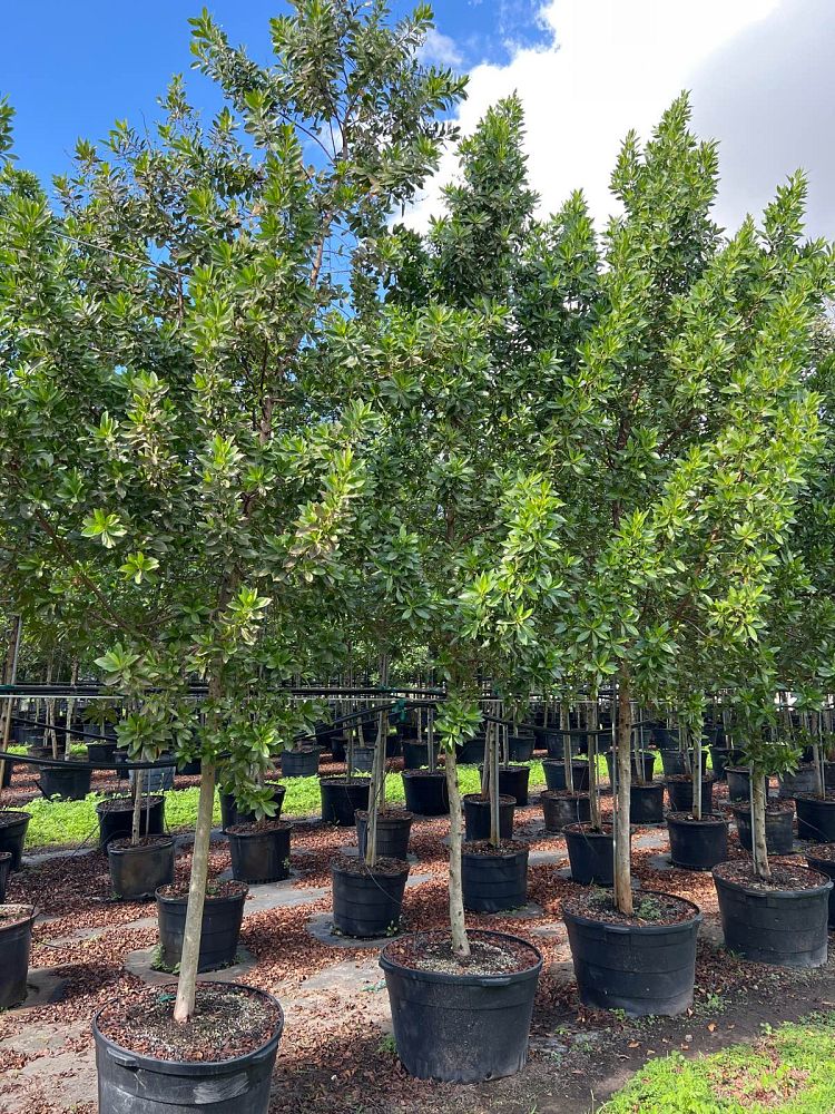 conocarpus-erectus-green-buttonwood