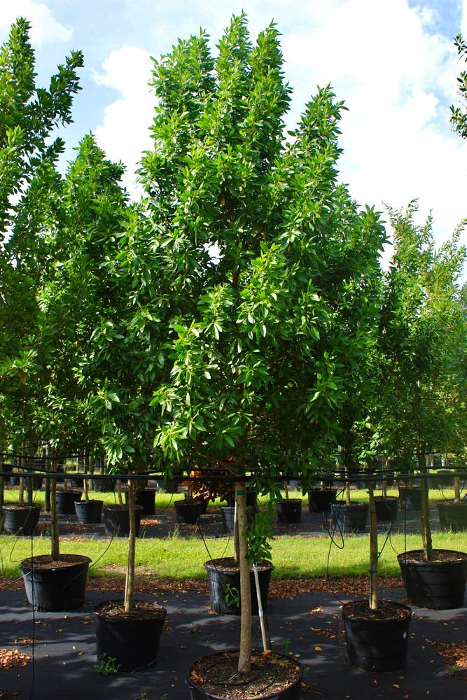 conocarpus-erectus-green-buttonwood