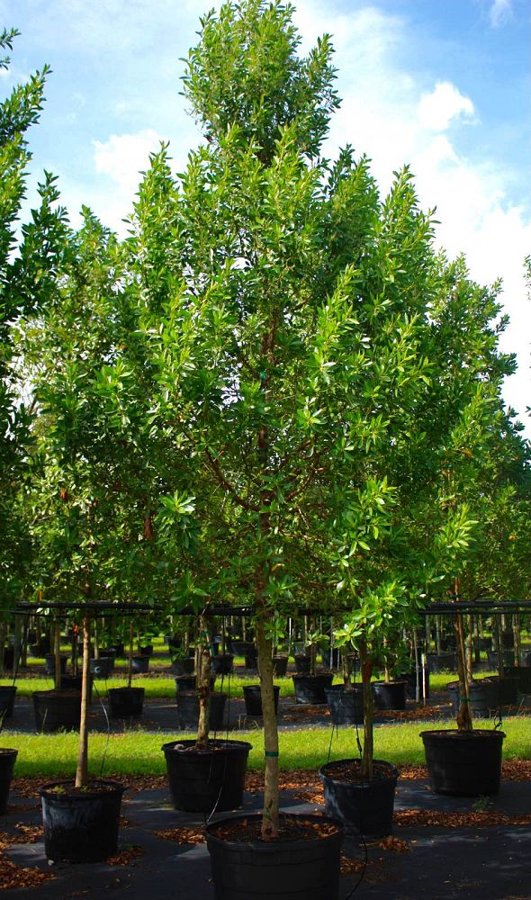 conocarpus-erectus-green-buttonwood
