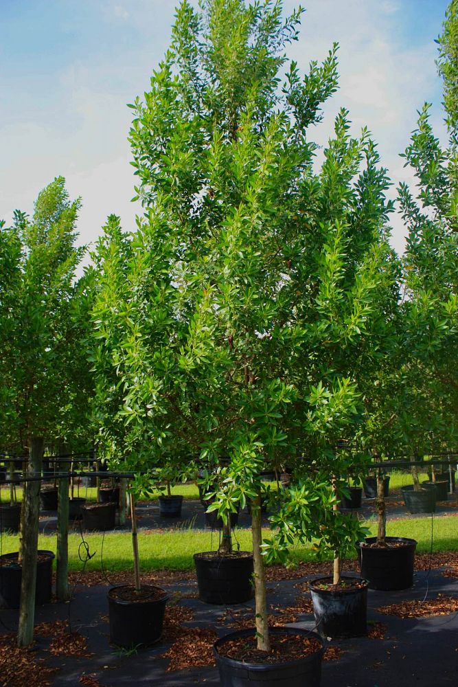 conocarpus-erectus-green-buttonwood