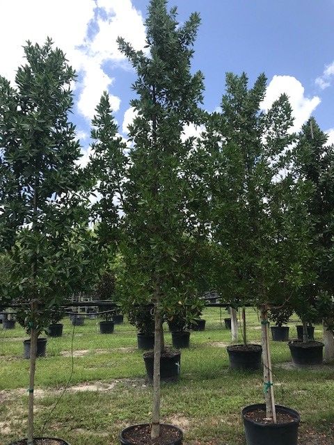 conocarpus-erectus-green-buttonwood