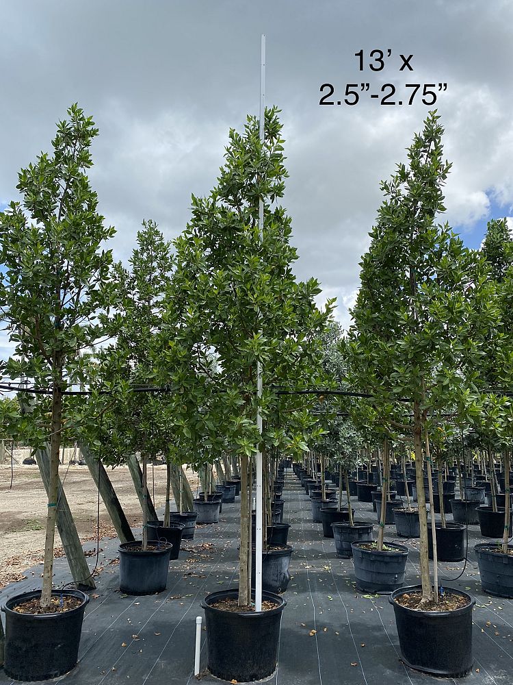 conocarpus-erectus-green-buttonwood