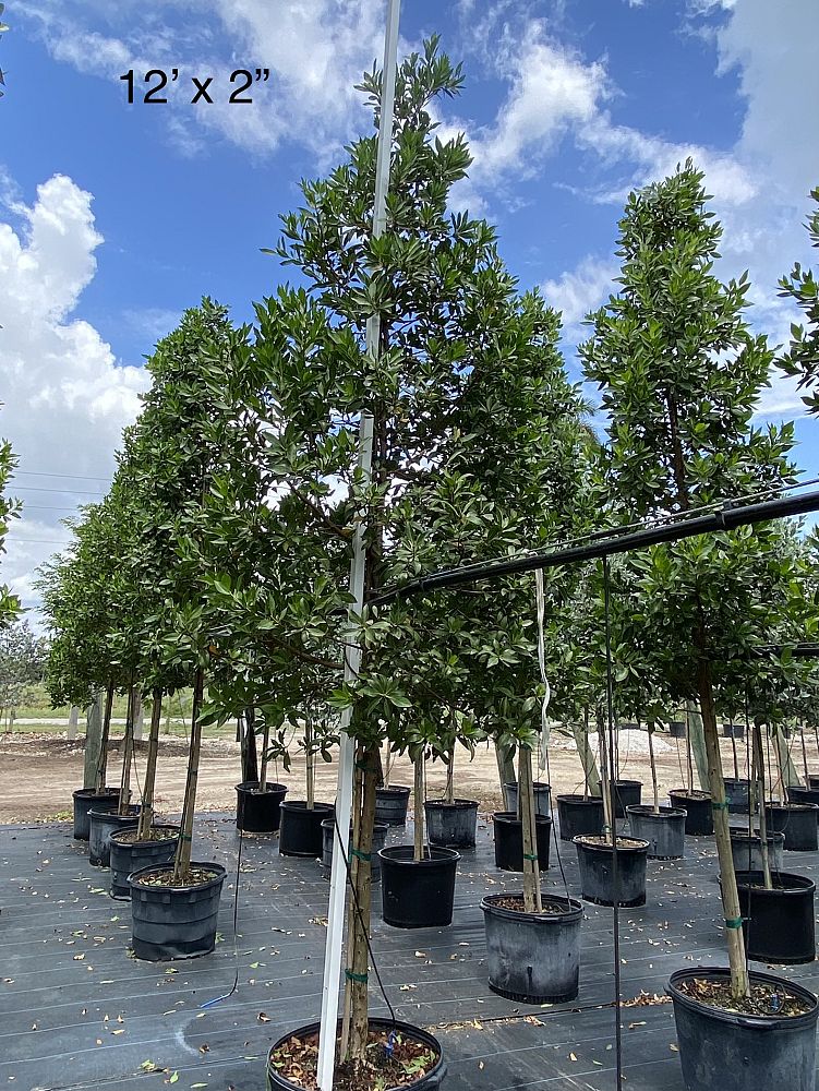 conocarpus-erectus-green-buttonwood