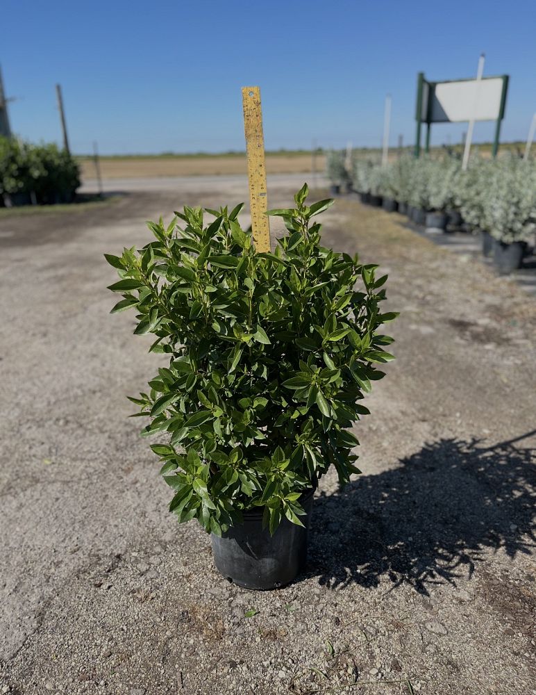 conocarpus-erectus-green-buttonwood