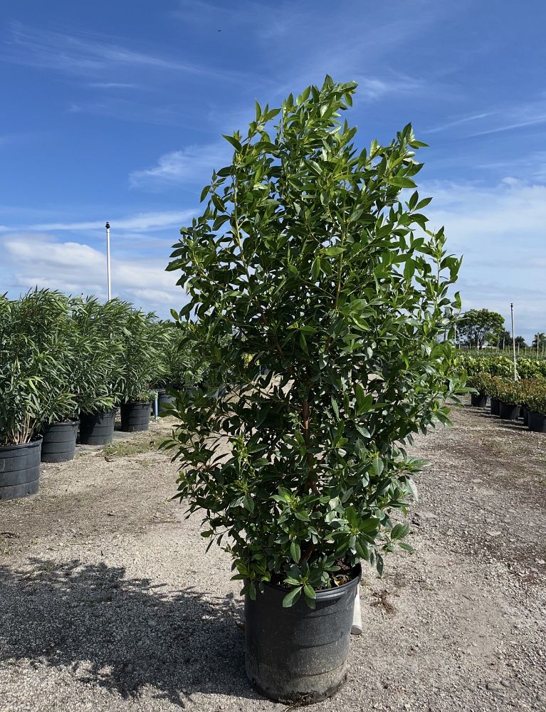 conocarpus-erectus-green-buttonwood