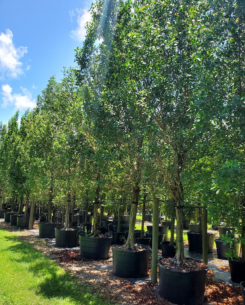 conocarpus-erectus-green-buttonwood