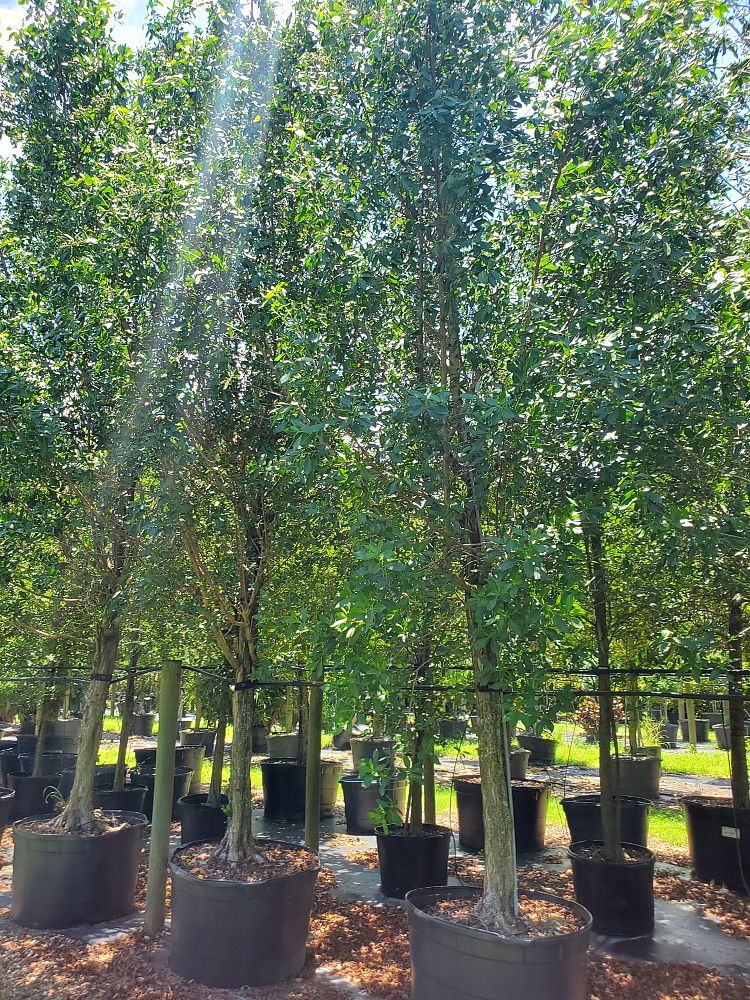 conocarpus-erectus-green-buttonwood