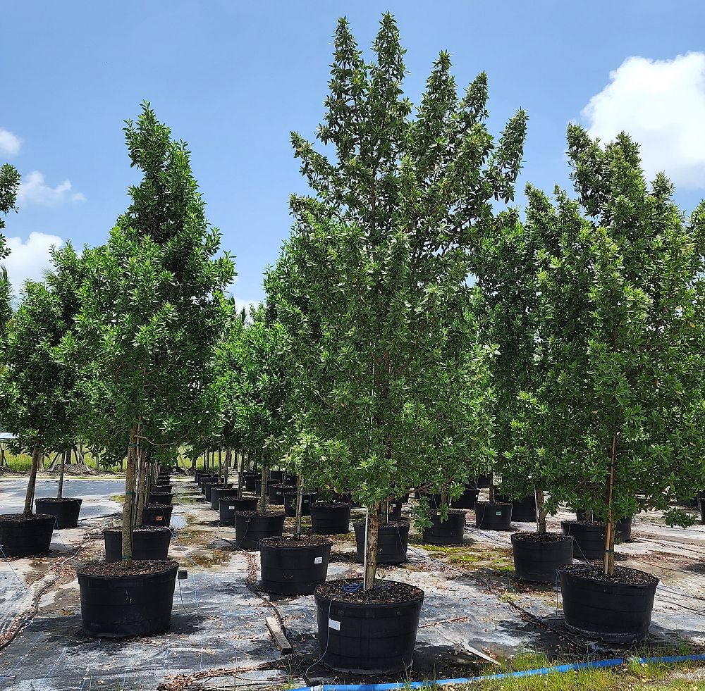 conocarpus-erectus-green-buttonwood