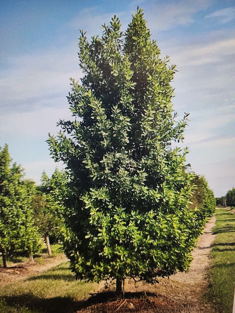 conocarpus-erectus-green-buttonwood