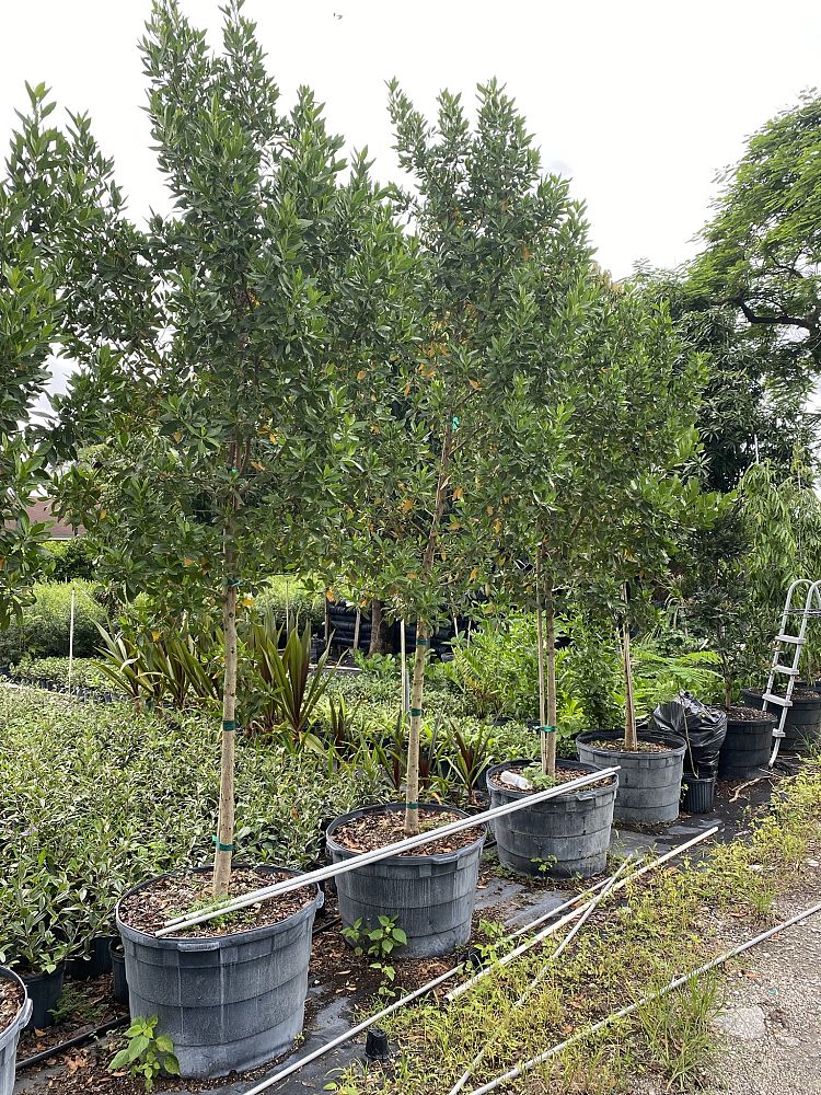 conocarpus-erectus-green-buttonwood