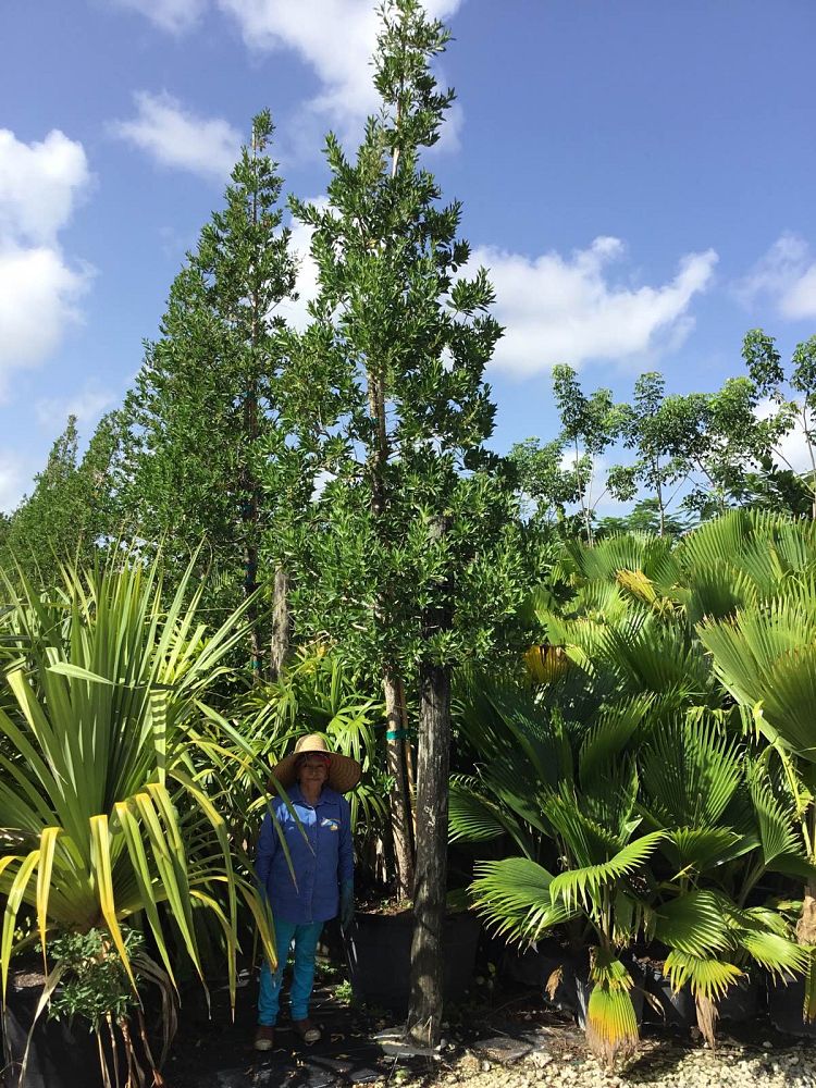conocarpus-erectus-green-buttonwood