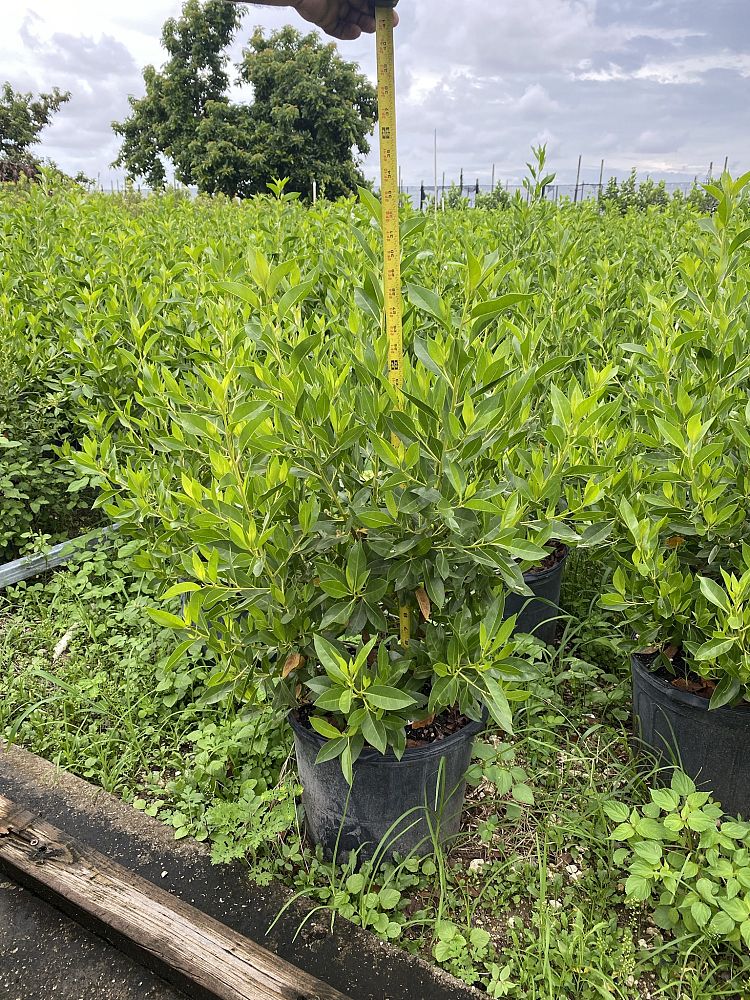 conocarpus-erectus-green-buttonwood