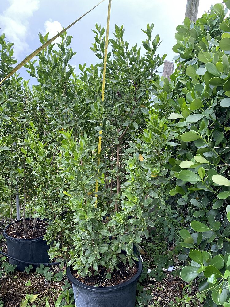 conocarpus-erectus-green-buttonwood