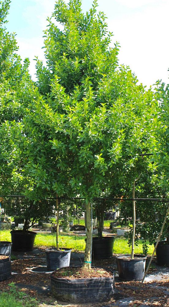 conocarpus-erectus-green-buttonwood