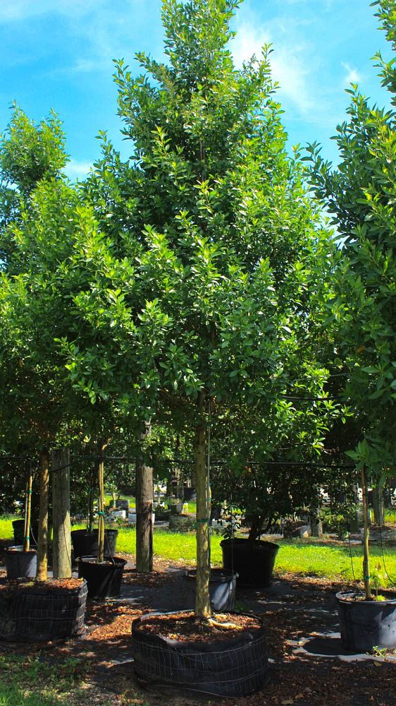 conocarpus-erectus-green-buttonwood