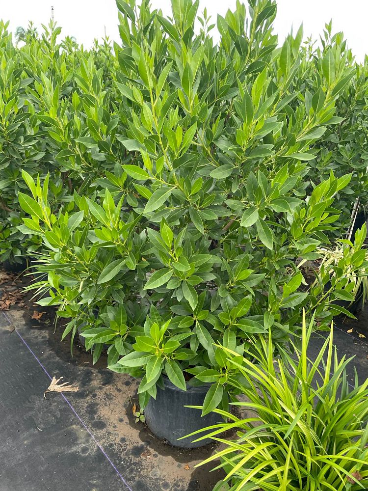 conocarpus-erectus-green-buttonwood