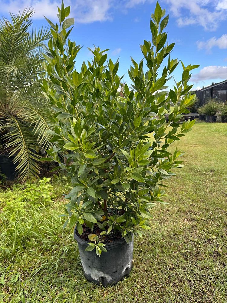 conocarpus-erectus-green-buttonwood