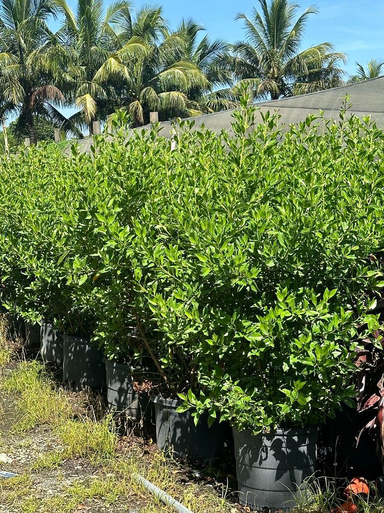 conocarpus-erectus-green-buttonwood