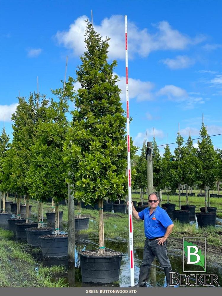 conocarpus-erectus-green-buttonwood