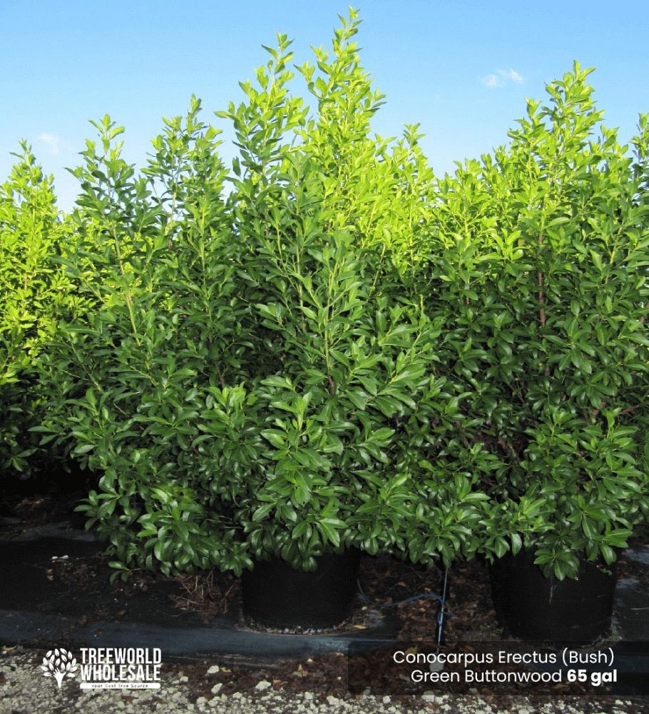 conocarpus-erectus-green-buttonwood