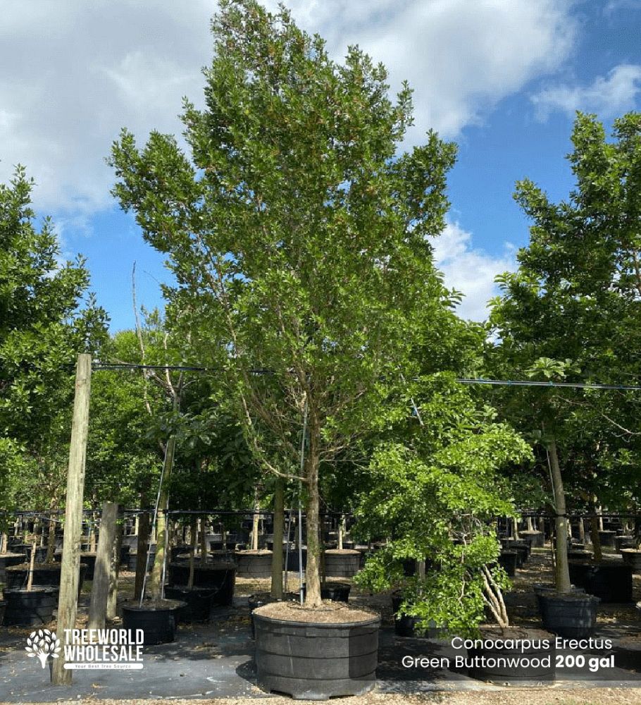 conocarpus-erectus-green-buttonwood