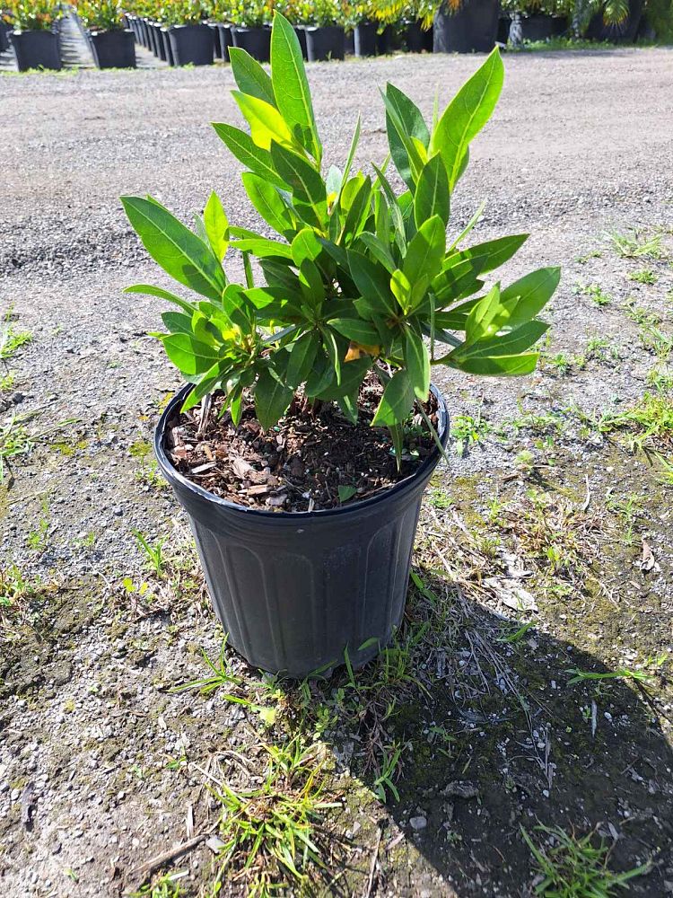 conocarpus-erectus-green-buttonwood
