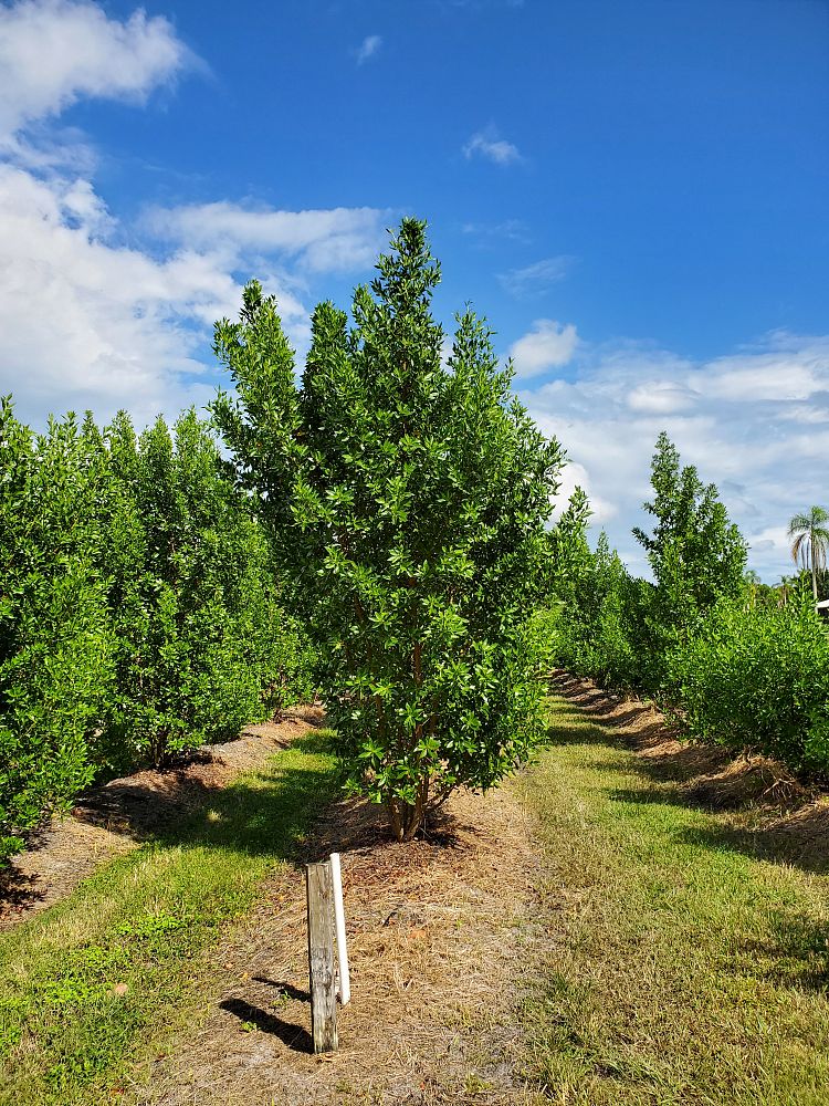 conocarpus-erectus-green-buttonwood