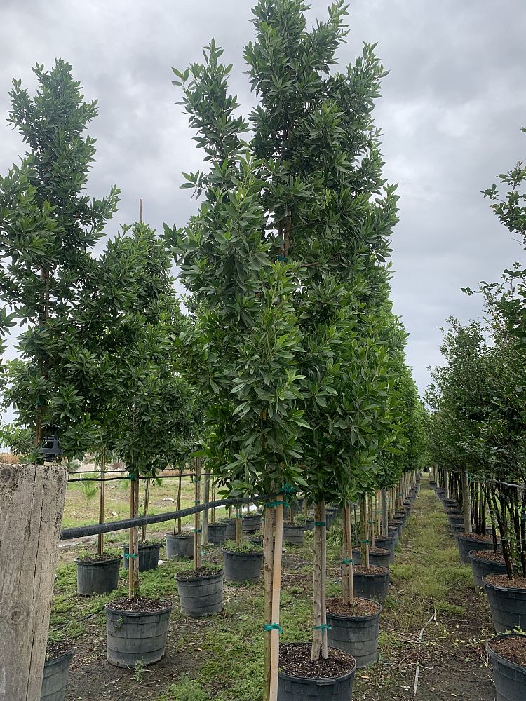 conocarpus-erectus-green-buttonwood