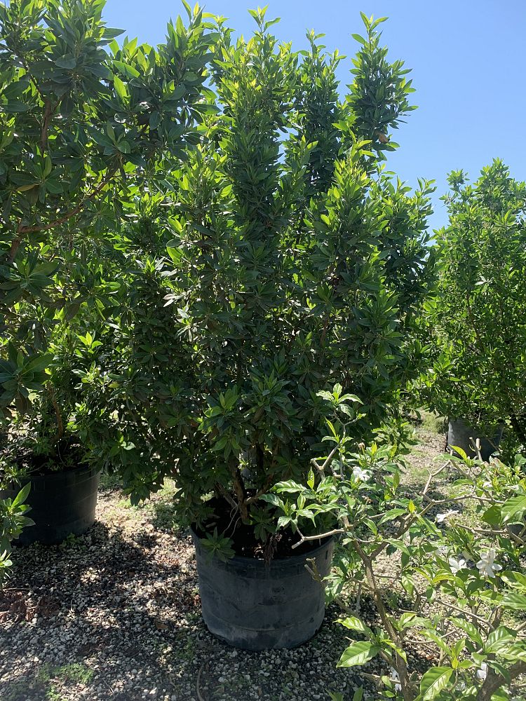conocarpus-erectus-green-buttonwood