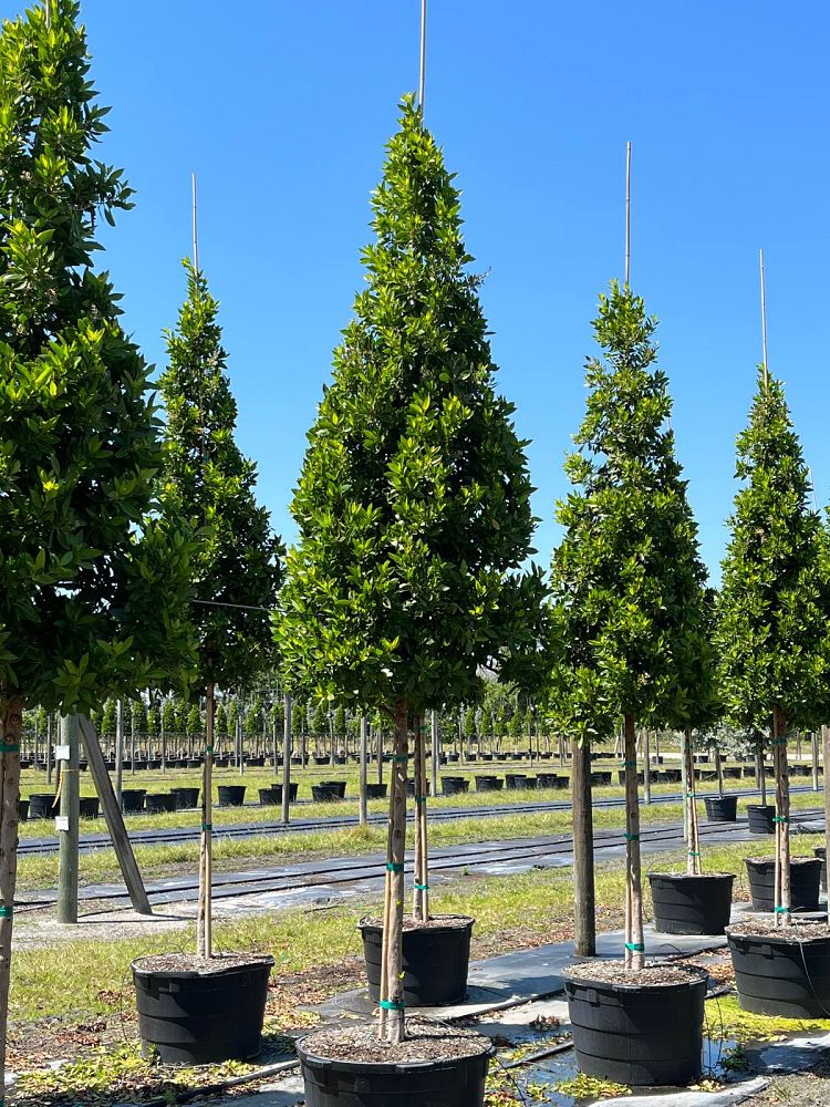 conocarpus-erectus-green-buttonwood