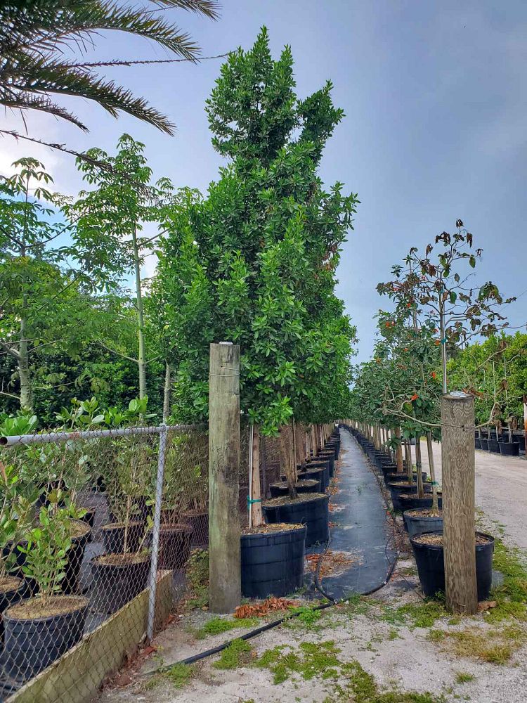 conocarpus-erectus-green-buttonwood