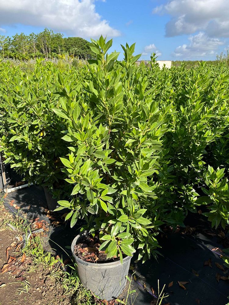 conocarpus-erectus-green-buttonwood
