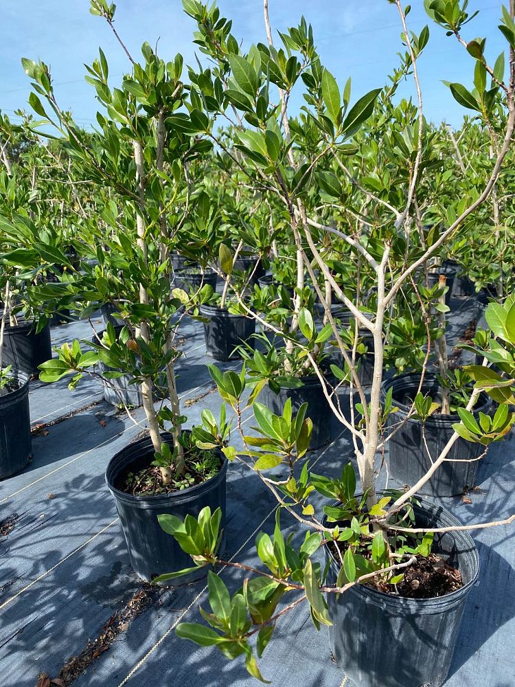 conocarpus-erectus-green-buttonwood