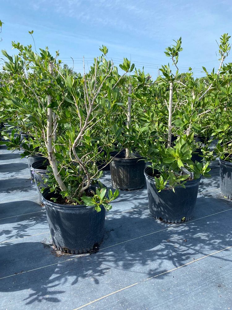 conocarpus-erectus-green-buttonwood