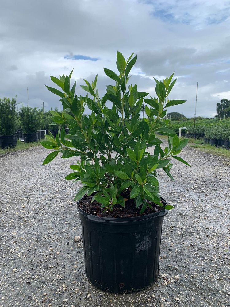 conocarpus-erectus-green-buttonwood