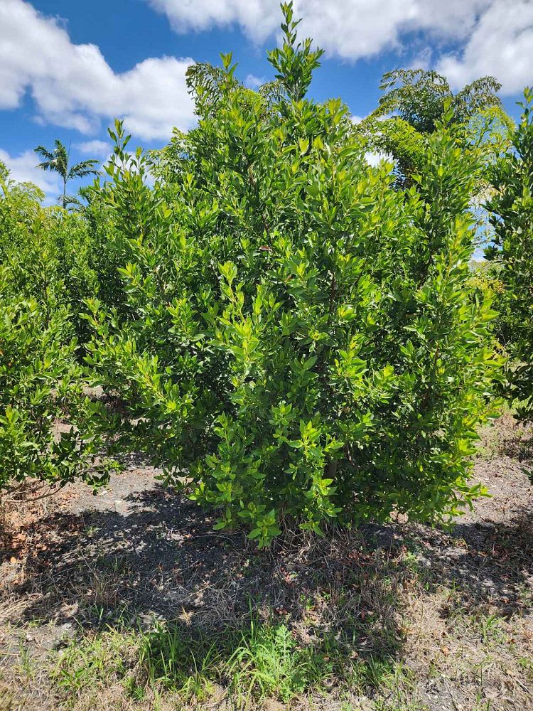 conocarpus-erectus-green-buttonwood