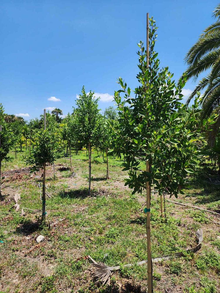 conocarpus-erectus-green-buttonwood