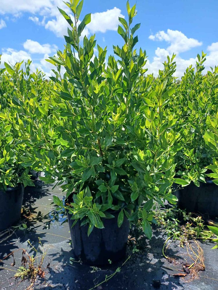 conocarpus-erectus-green-buttonwood